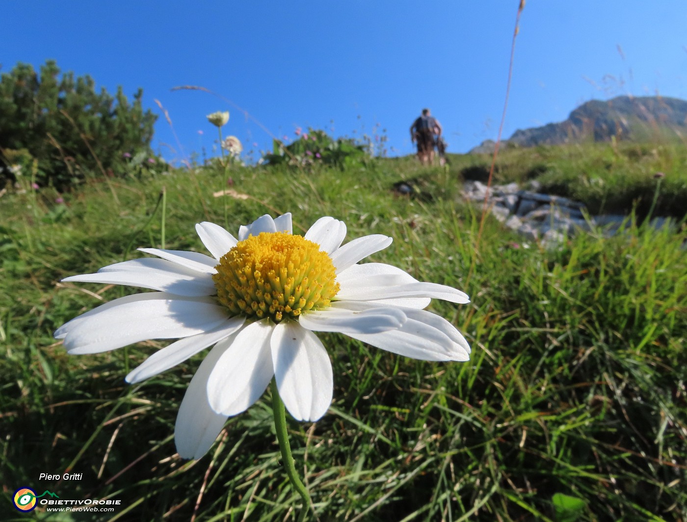 01 Margherita sul sent. 221 in salita dall'Alpe Arera a Capanna 2000.JPG